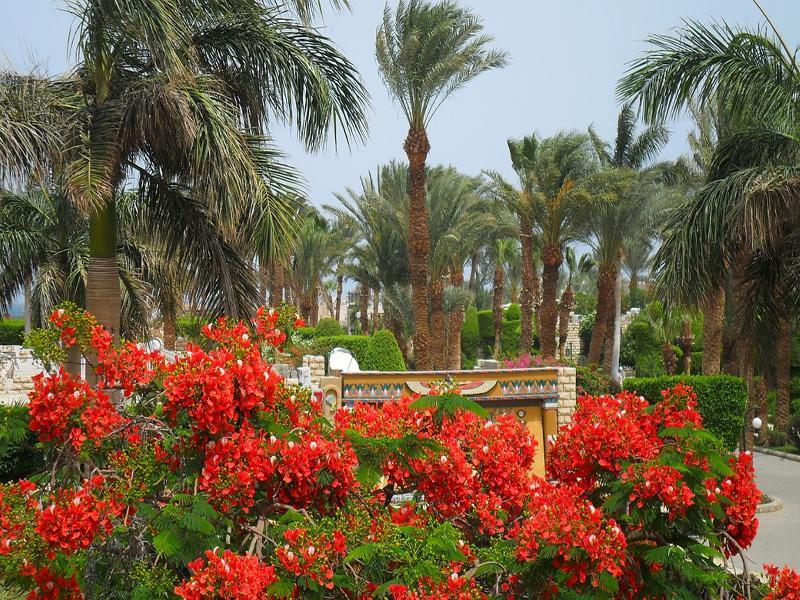 Jasmine Village Hurghada Esterno foto